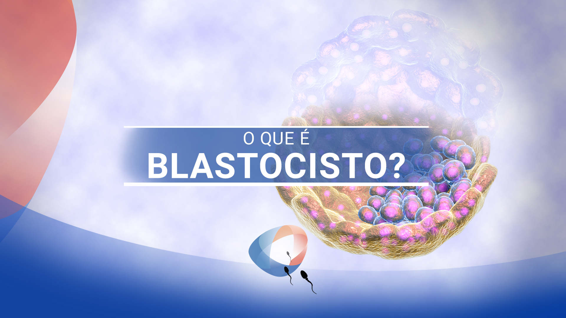 O que é blastocisto?