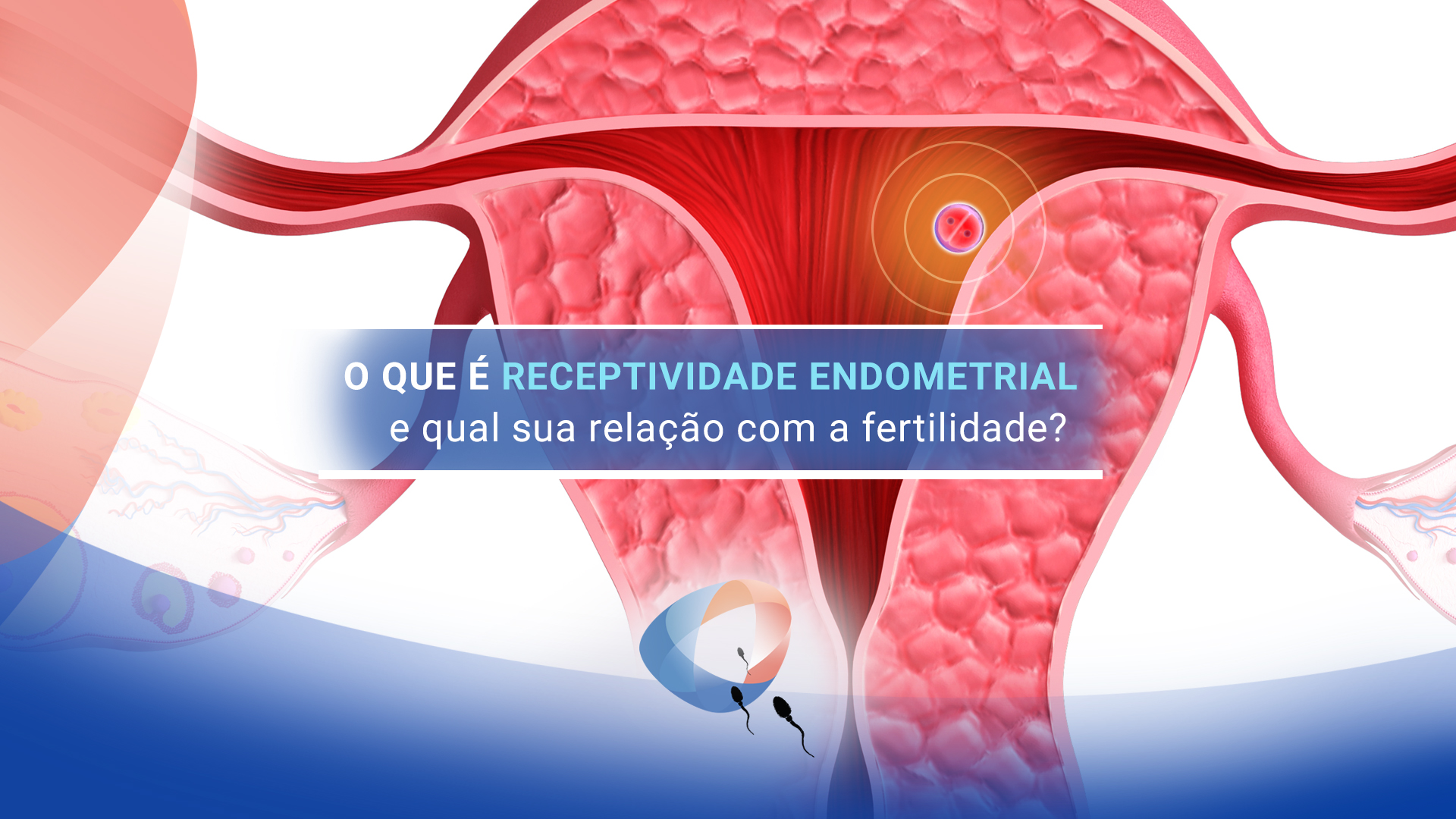 O que é receptividade endometrial e qual sua relação com a fertilidade?