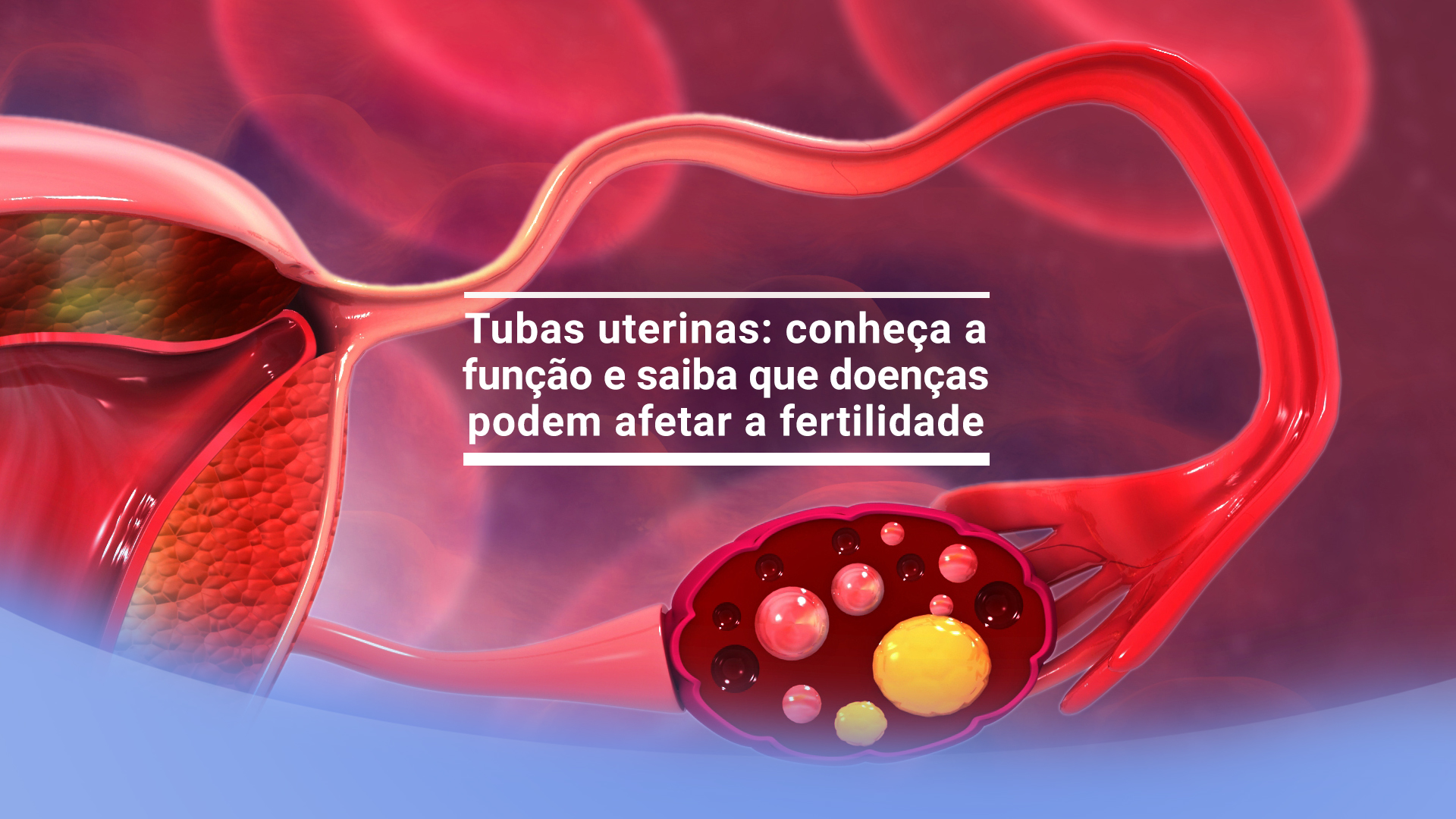 Tubas uterinas: conheça a função e saiba que doenças podem afetar a fertilidade