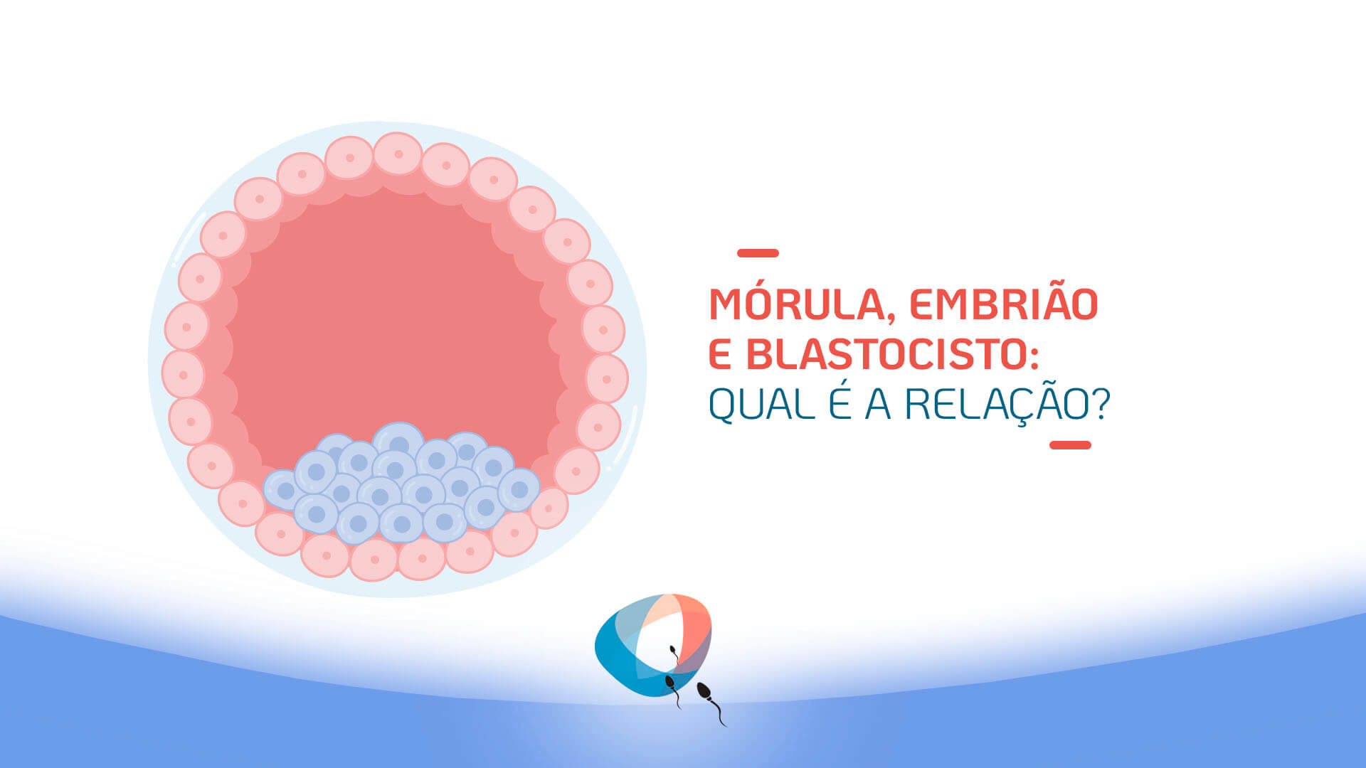 Mórula, embrião e blastocisto: qual é a relação?